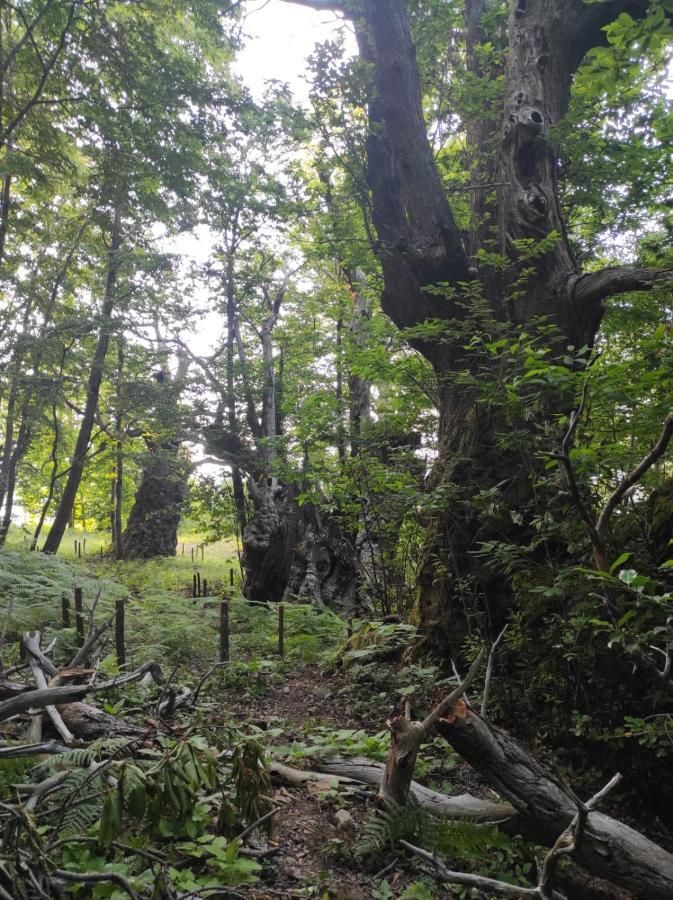 Agriturismo Difesa Del Monte Grisolia Eksteriør billede